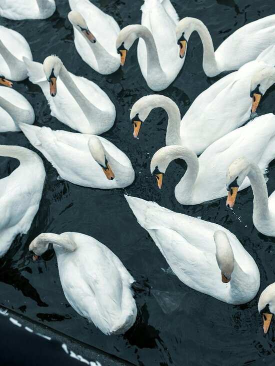 NWT RARE Victoria’s Secret Fashion Show London 2014 Black Silver Shimmer Glossy - Picture 9 of 9